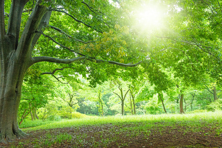 Park, fresh plants, refreshing landscapeの写真素材