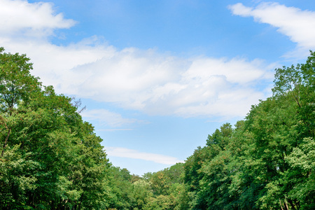Fresh green tree and blue skyの写真素材