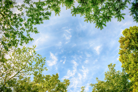 Fresh green tree and blue skyの写真素材