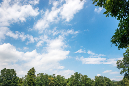 Fresh green tree and blue skyの写真素材
