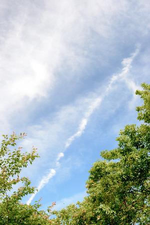 Fresh green tree and blue skyの写真素材