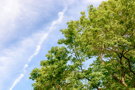 Fresh green tree and blue skyの写真素材