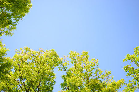 Fresh green tree and blue skyの写真素材