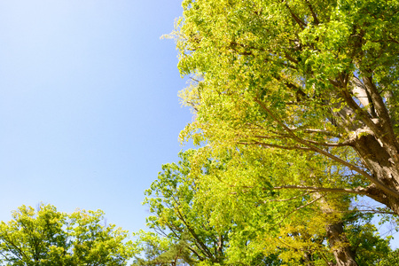 Fresh green tree and blue skyの写真素材