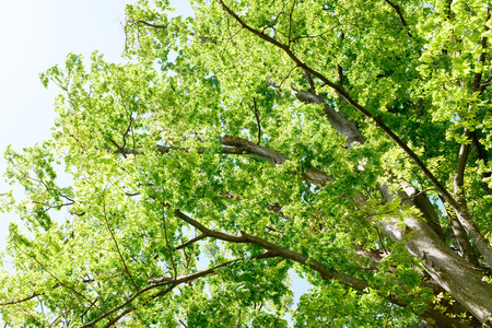 Fresh green tree,の写真素材