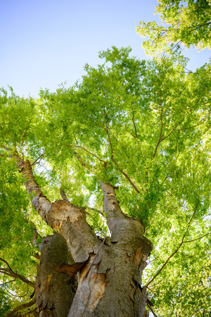Fresh green tree,の写真素材