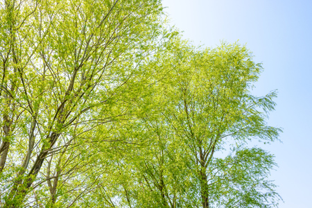 Fresh green trees and blue sky.の写真素材
