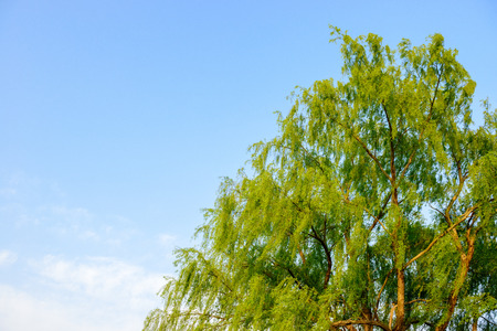 Willow of a fresh green.の写真素材