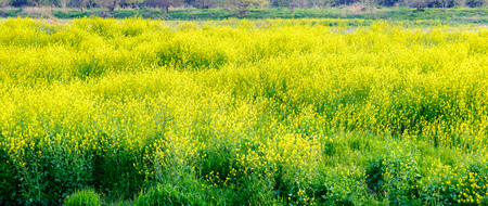 River bank of spring, rape blossoms.の写真素材