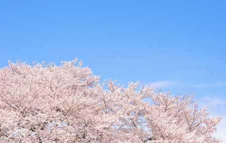 Cherry blossoms. Symbolic flower tree in Japanの写真素材