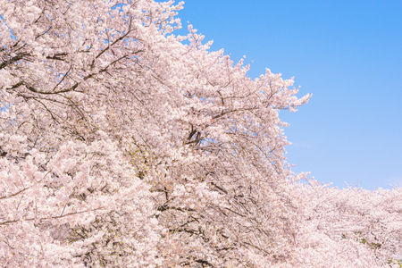Cherry blossoms. Symbolic flower tree in Japanの写真素材