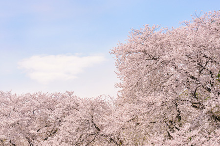 Cherry blossoms. Symbolic flower tree in Japanの写真素材
