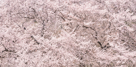 Cherry blossoms. Symbolic flower tree in Japan.の写真素材