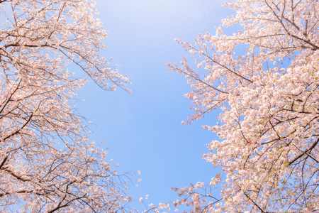 Cherry blossomsの写真素材