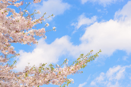 Cherry Blossoms. A flower tree symbolizing Japan.の写真素材