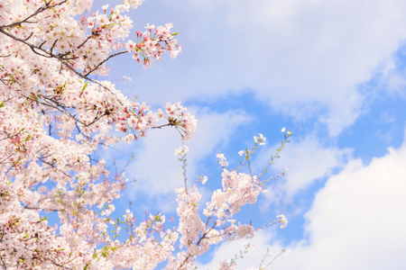 Cherry Blossoms. A flower tree symbolizing Japan.の写真素材