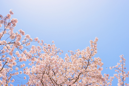 Cherry Blossoms. A flower tree symbolizing Japan.の写真素材
