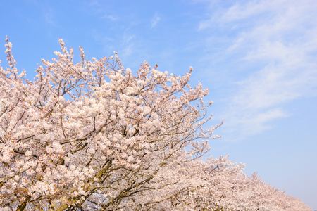Cherry Blossoms. A flower tree symbolizing Japan.の写真素材