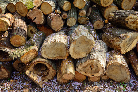 Wood, firewood, cherry blossom petals.の写真素材
