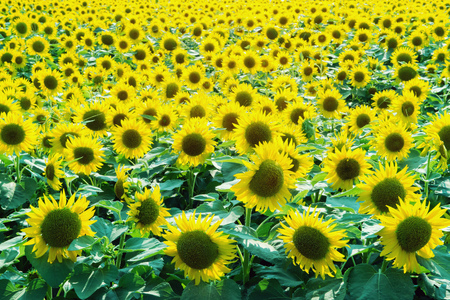 Sunflower, summer flower garden in Japan.の写真素材