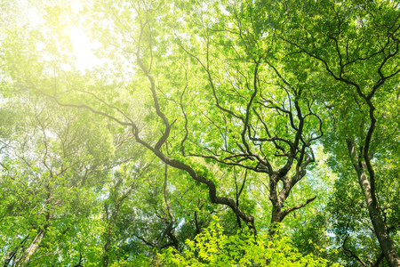 Deep forest trees and sunlightの写真素材