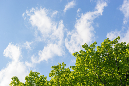 Fresh green trees and blue skyの写真素材