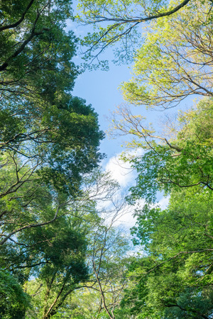 Fresh green trees and blue skyの写真素材