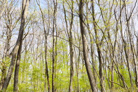 Deep forest treesの写真素材