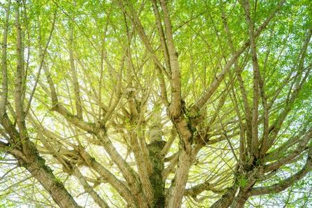 Fresh green ginkgo treeの写真素材