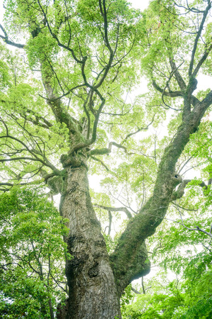 Camphor tree in the forestの写真素材