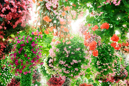 Flower arrangement like a chandelierの写真素材