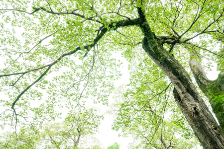 Camphor tree in the forestの写真素材