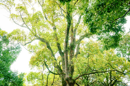 Camphor tree in the forestの写真素材