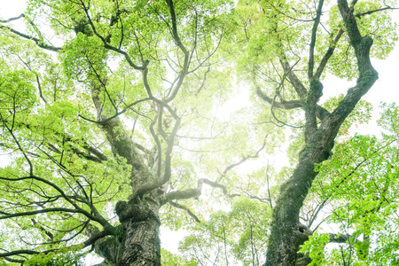 Camphor tree in the forestの写真素材