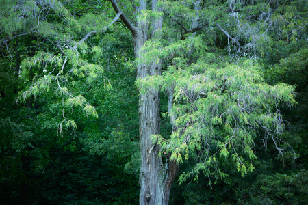 Deep forest treeの写真素材