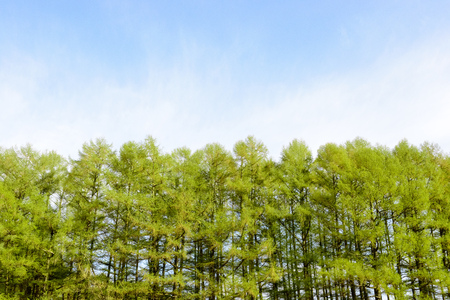 Fresh green trees and blue skyの写真素材