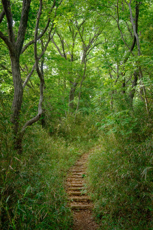 Hiking trails in the forestの写真素材