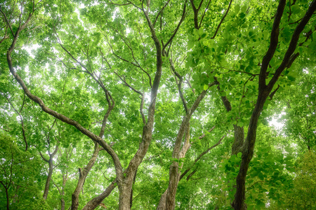 Fresh green trees in the forestの写真素材