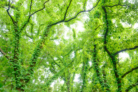 Green ivy and treesの写真素材
