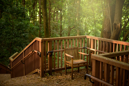 Hiking trails in the forestの写真素材