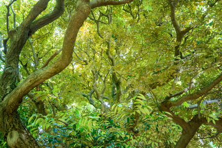 Fresh green trees in the forestの写真素材