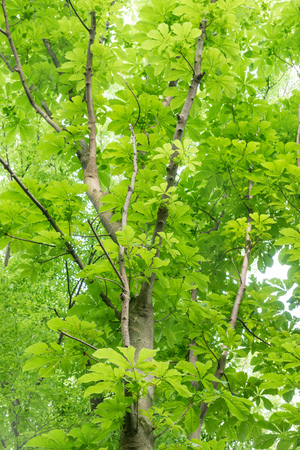buckeye in the forestの写真素材