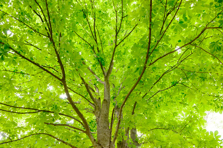 buckeye in the forestの写真素材