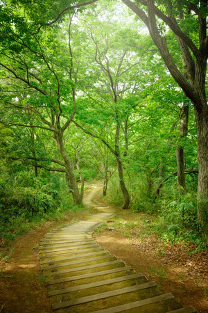 Hiking trails in the forestの写真素材