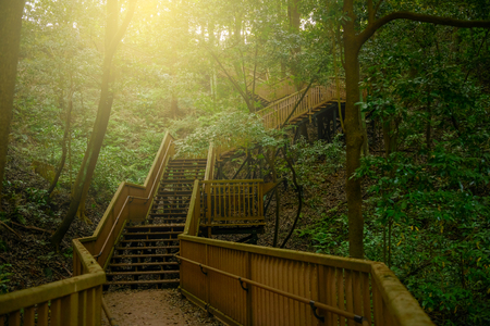 Hiking trails in the forestの写真素材