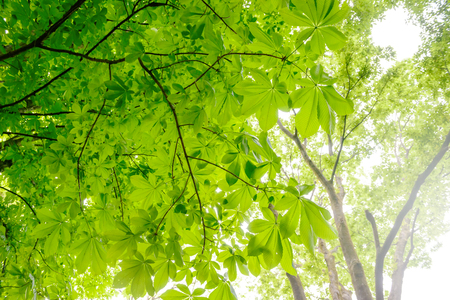 buckeye in the forestの写真素材