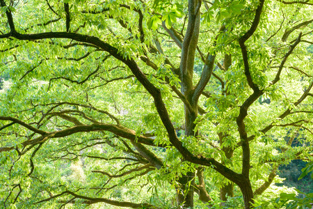 Fresh green trees in the forestの写真素材