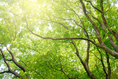 Fresh green trees in the forestの写真素材