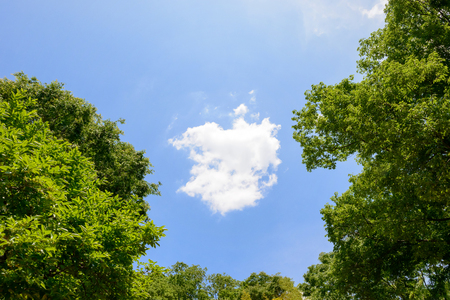 Fresh green trees and blue skyの写真素材