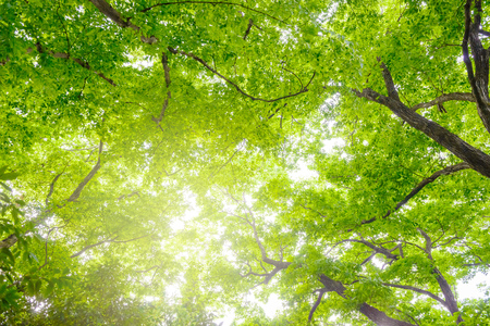 Fresh green trees in the forestの写真素材